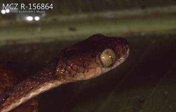 Media type: image;   Herpetology R-156864 Description: Photo of animal in life, taken in the field by Dr. Kenneth Ichiro Miyata. A slide of the photo was scanned in 2012 by Melissa Wooley.;  Aspect: head lateral